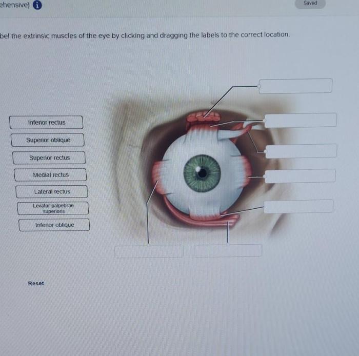 Muscles eye smooth extrinsic skeletal choosing side body part