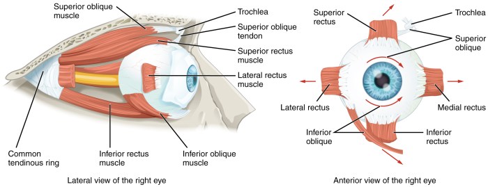 Eye muscles extrinsic