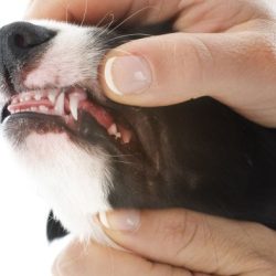 Teef for teeth phonological process