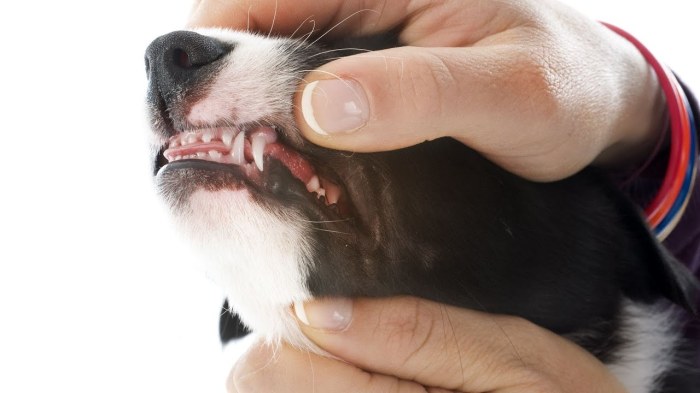 Teef for teeth phonological process