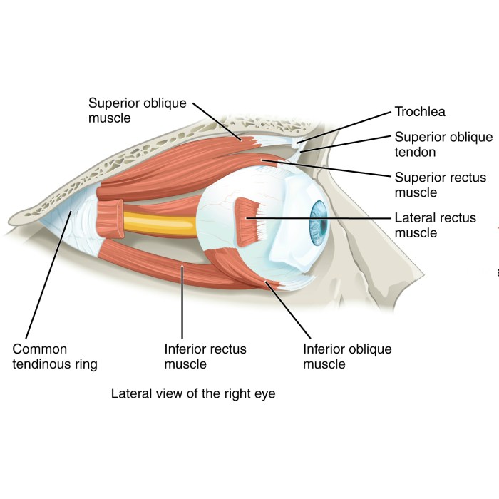 Label the extrinsic eye muscles.