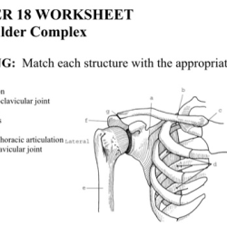 Worksheet docx