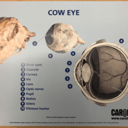 Muscles eye extrinsic muscle yeux des