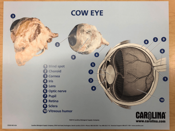 Muscles eye extrinsic muscle yeux des