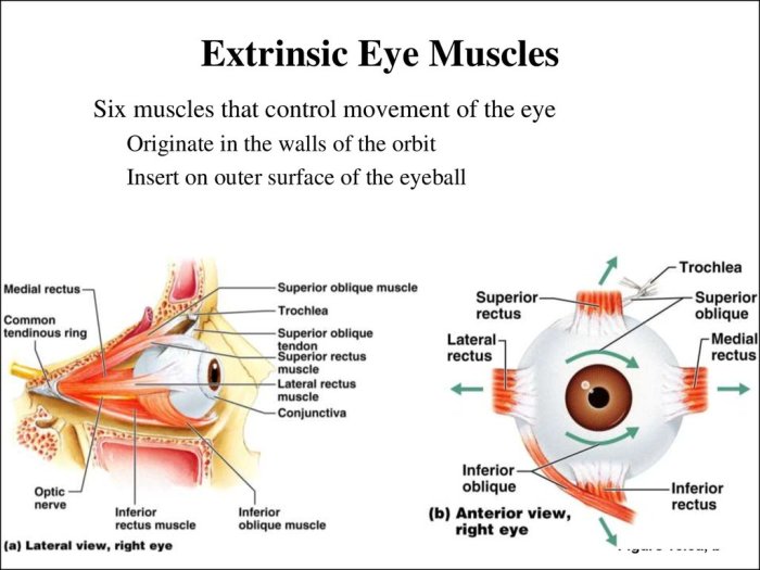 Label the extrinsic eye muscles.