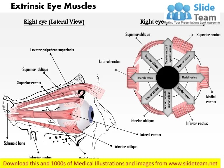 Extrinsic muscles eye solved rior sin dial label re problem been has